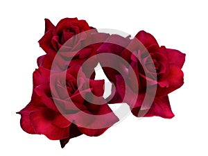 Three dark red roses on white background
