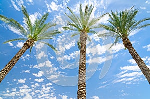 Three date palms against deep blue sky