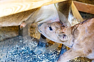 Young calf feeds from mother`s udder