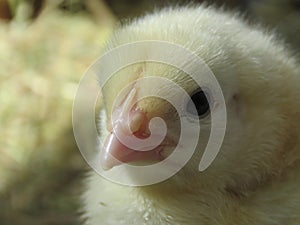 Three day old chick