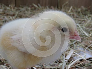 Three day old chick