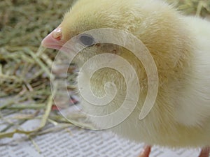 Three day old chick