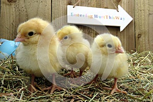 Three day old chick