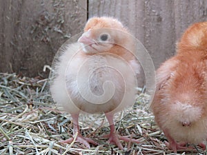 Three day old chick