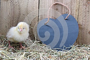 Three day old chick