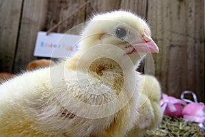 Three day old chick