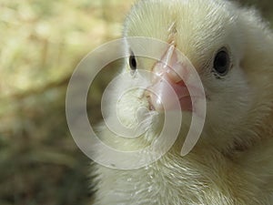 Three day old chick