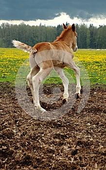 Three days newborn foal