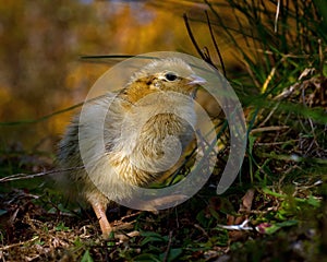 Three days old quail, Coturnix japonica.....photographed in nature