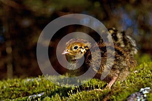 Three days old quail, Coturnix japonica.....photographed in nature