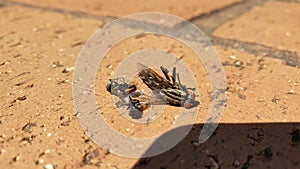 Three Dead Flies Macro