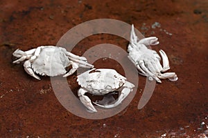 Three dead white crabs