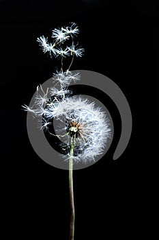 Three Decorative dandelion wind