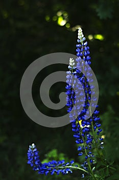 Three deep blue lupine flowers on dark background