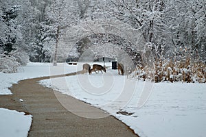 Three deer foraging in the snow Kathryn Albertson Park, Boise Idaho, horizontal