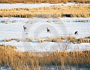 Three Deer Running Across Frozen Marsh Area