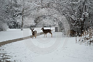 Three deer in the snow Kathryn Albertson Park, Boise Idaho, horizontal