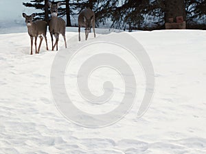 Three Deer in Snow