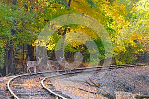 Three deer on tracks