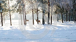 Three deer are walking in the forest, in the park in winter. On a sunny day.