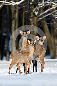 Three deer in the winter forest. Animal in natural habitat