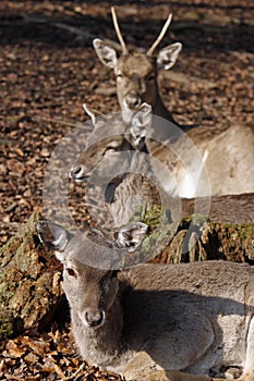 Three deers