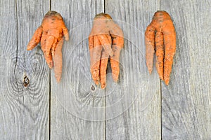 Three deformed carrots on a grey wooden rustic background. Concept ugly vegetables