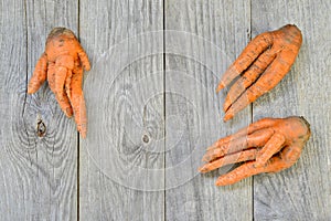 Three deformed carrots on a grey wooden rustic background. Concept ugly vegetables
