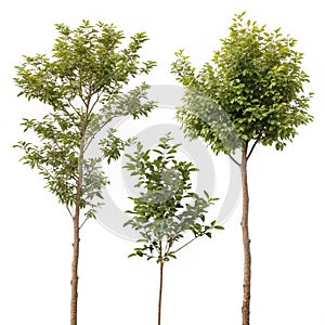 Three branches isolated on white