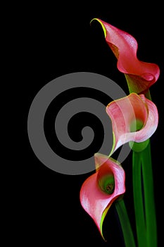 Three delicate mini pink calla lillies against black background