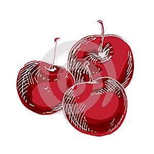 Three delicious ripe cherries isolated on white background. Vector illustration.