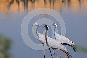 Three Demoiselle crane birds migrate to Rajasthan, India from Mongolia photo