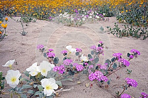 Three Desert Flowers