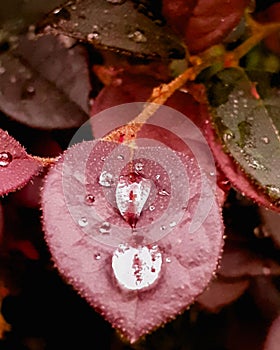 Three dewdrops on a leaf in the morning in a school environmet