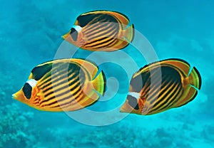 Three Diagonal raccoonbutterfly fish in the blue sea water Chaetodon fasciatus. Beautiful scene of coral reef