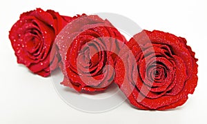 Three diamond dust red rose preserved isolated