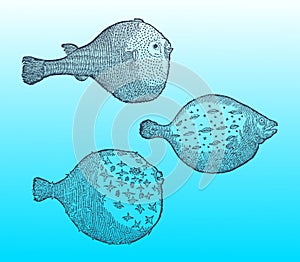 Three different blowfishes on a blue-green gradient background