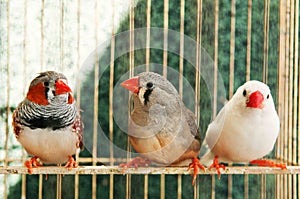 Three different canaries