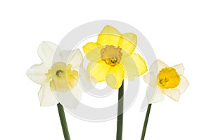 Three different daffodils