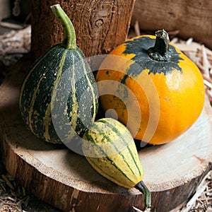 Three different decorative pumpkins