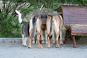 Three different dogs wandering around a public place have seen something interesting behind the bushes and are curiously watching