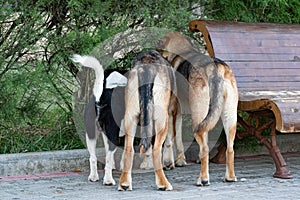 Three different dogs wandering around a public place have seen something interesting behind the bushes and are curiously watching