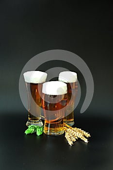 Three different glasses of light beer and foam stand on a black background, next to hops and ears of barley