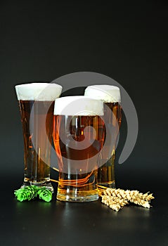 Three different glasses with light beer and froth on top, barley ears and hops next to them on a black background