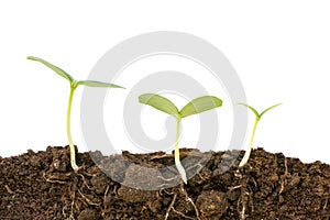 Three different growing cucumber plants close up. Roots and soil