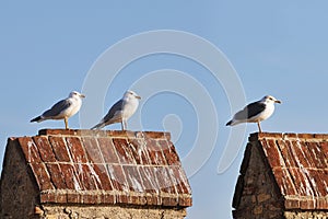 Three different gulls standing on a crenellation photo
