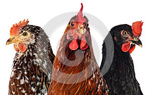 Three different hens isolated on white