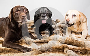 Three different labrador retriever