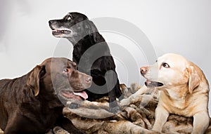 Three different labrador retriever