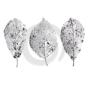 Three different leaf skeletons. Graphic tree leaves.